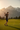 Alpine Fairway Swing