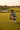 Putting Green Golden Hour