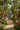 Tropical Botanical Garden