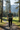 Alpine Pine Forest